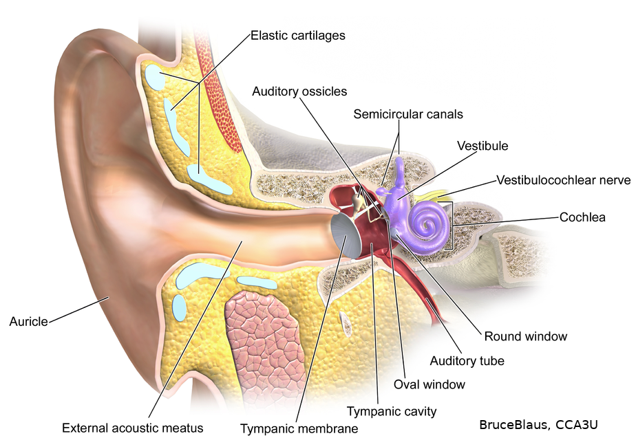 Towards entry "HiWi position: Ear canal natural sound analysis"