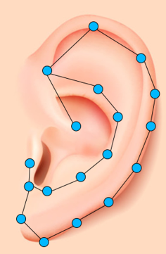 Towards entry "3D ear landmark detection"