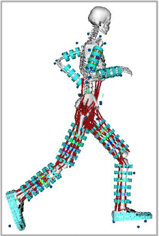 Towards entry "Seminar: Musculoskeletal Modeling & Gait Marker Estimation"